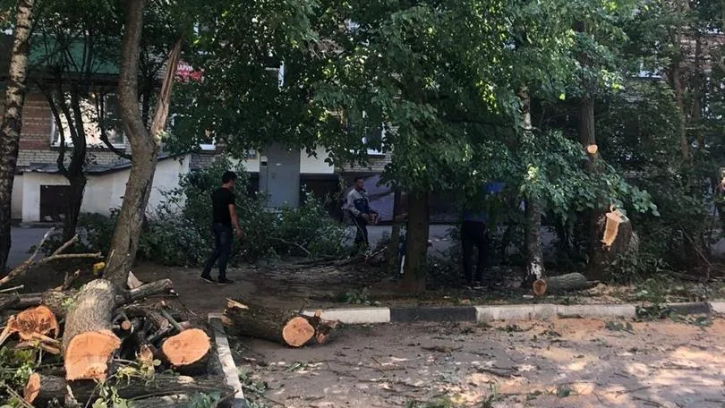 УК Подольска спилила сухое дерево в одном из дворов микрорайона Климовск