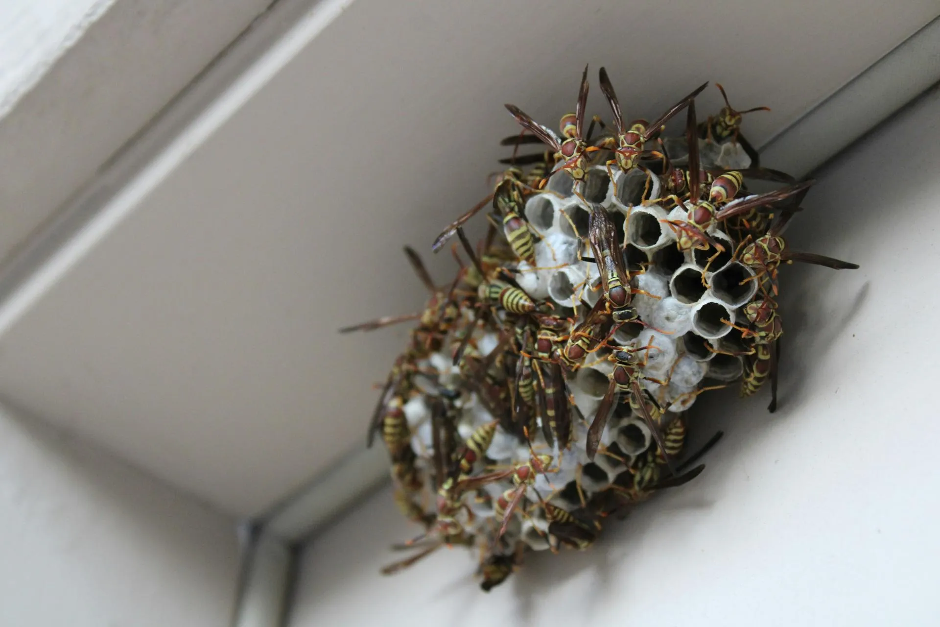 Bee Safe