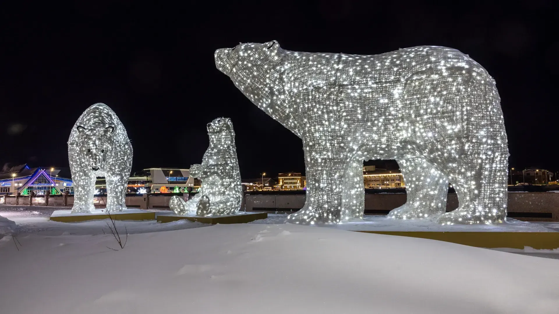 В Новый Уренгой возвращаются белые медведи
