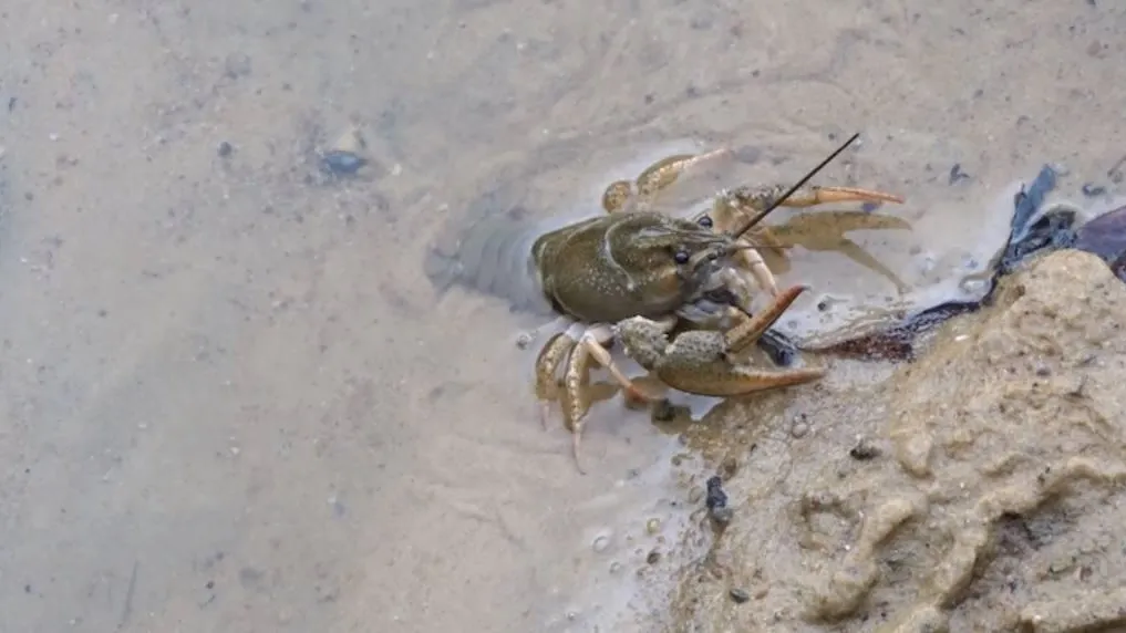 Более 3,5 тыс водных обитателей выпустили в пруд Ленинского округа