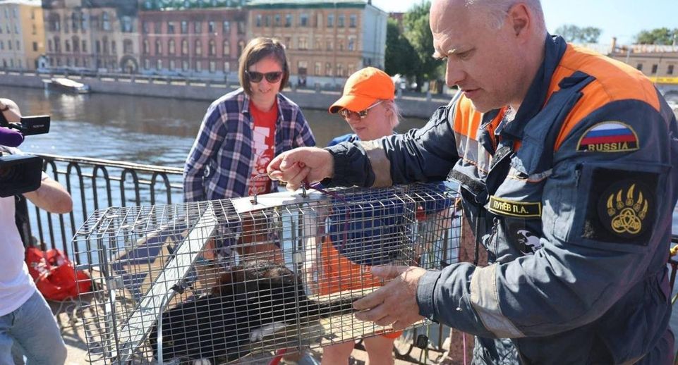 Спасенный со стены набережной Фонтанки кот перенес операцию в Петербурге