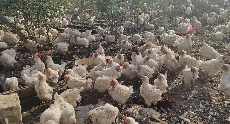 В Удмуртии нашли хозяина выпущенных на волю трех тысяч куриц