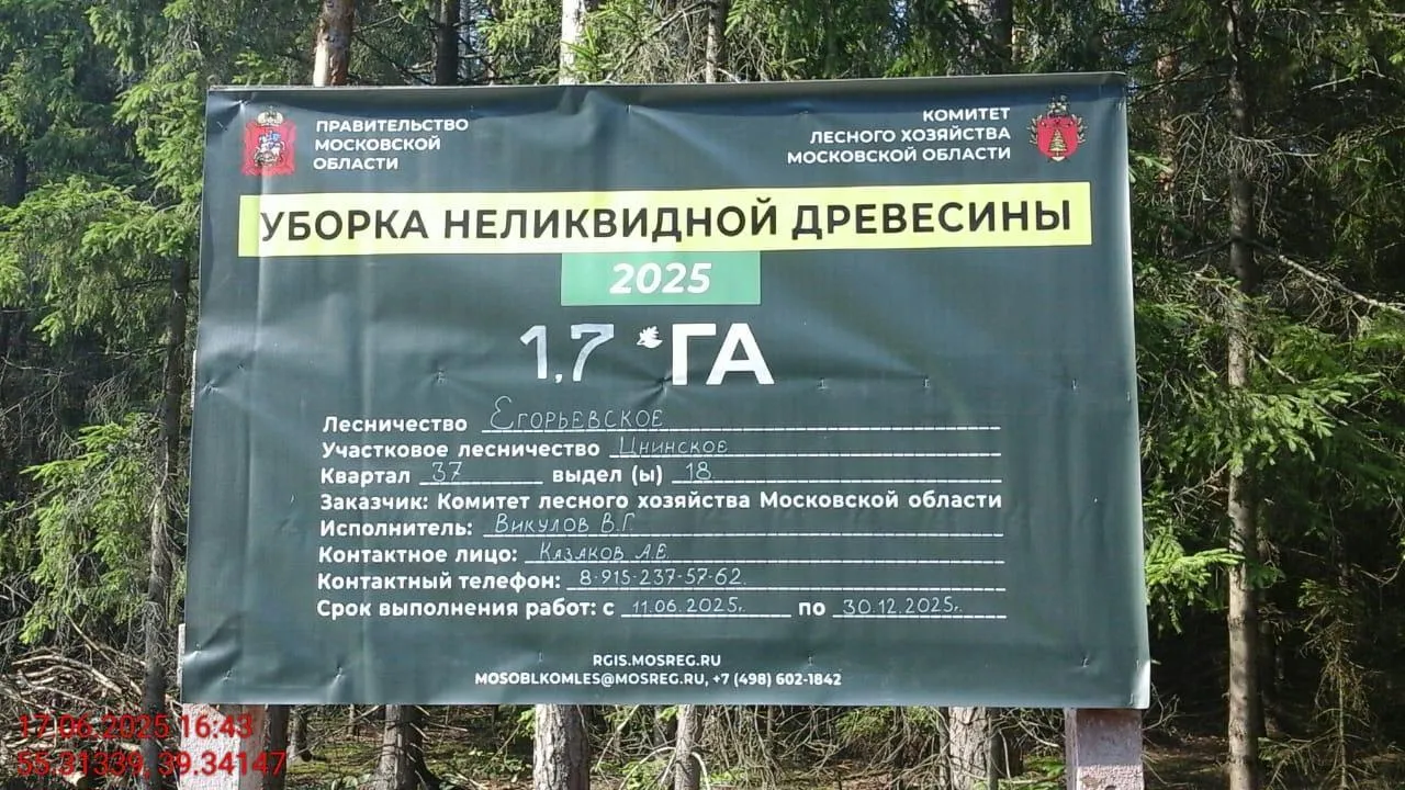 В лесах Егорьевска стартовала санитарная рубка и уборка неликвидной древесины