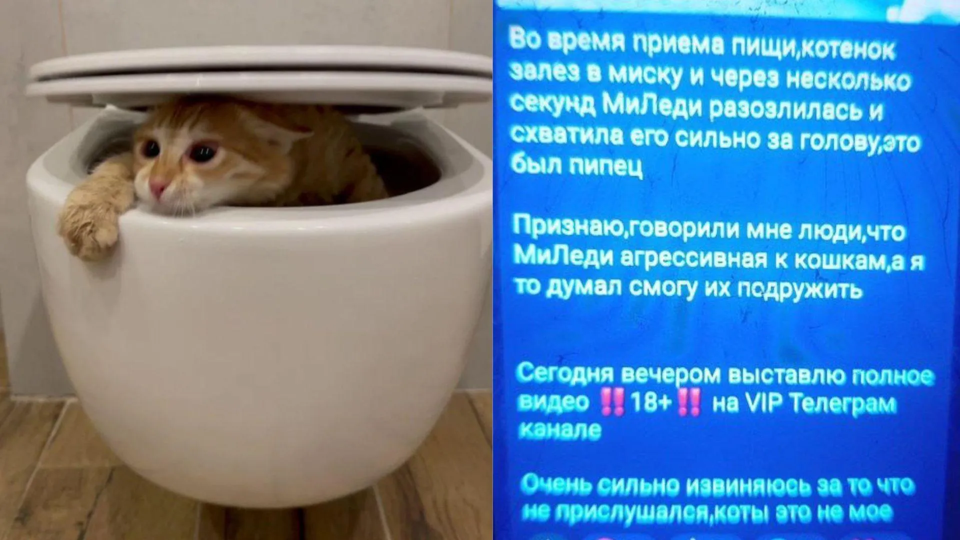 скрины волонтеров, предоставленные РИАМО