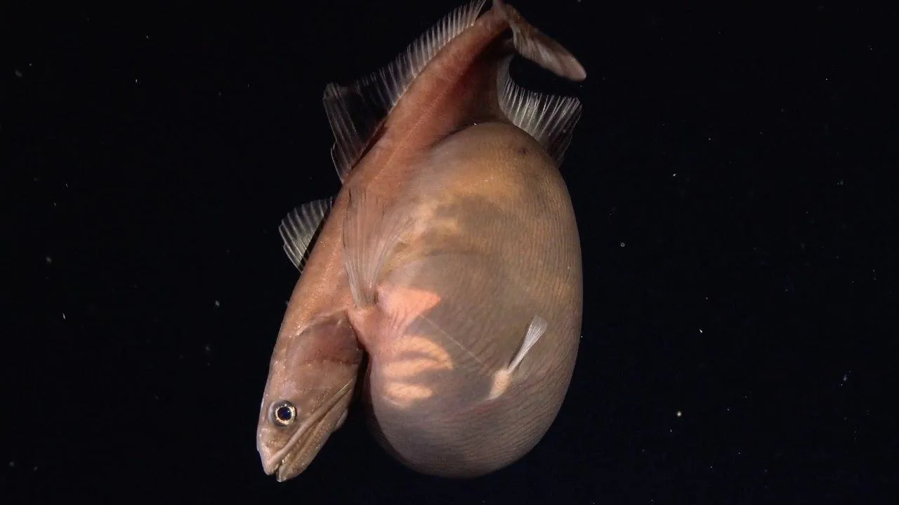 (c) OV SuBastian/Schmidt Ocean Institute