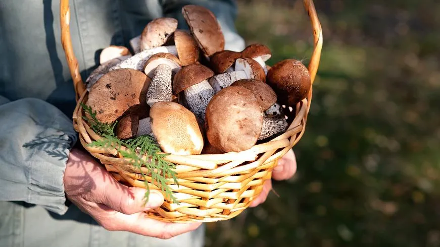 Сморчки, трутовик и майский: какие грибы собирать в мае 2026