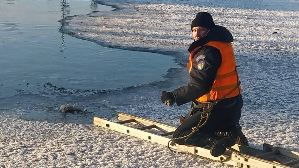 Работники ГКУ МО «Мособлпожспас» спасли утку, примерзшую ко льду водоема