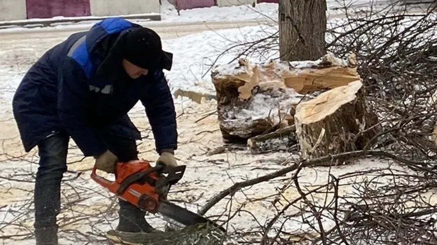 19 аварийных деревьев опилили и вырубили во дворах Люберец за неделю