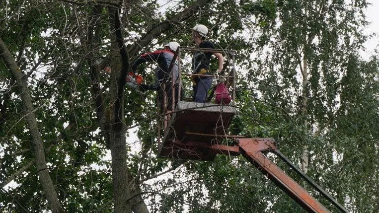 Сухие деревья спилили в семи дворах микрорайона Климовск Подольска