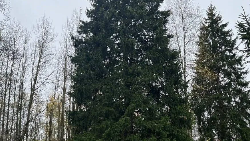 Главную елку России срубят 8 декабря в Рузе