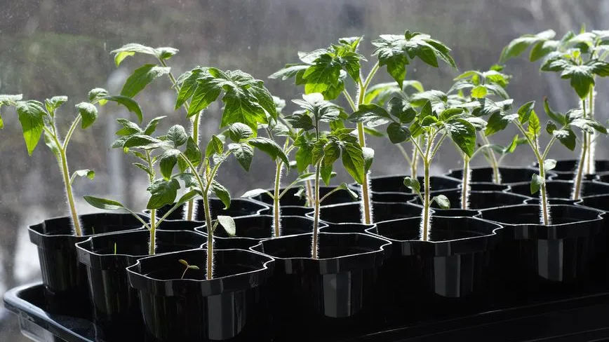 Елена Коромыслова / Фотобанк Лори