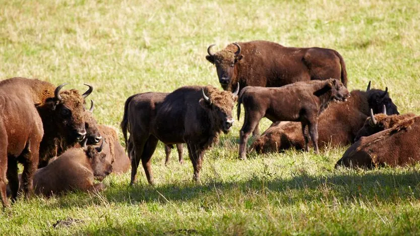 Сергей Пристяжнюк (Serg Zastavkin) / Фотобанк Лори