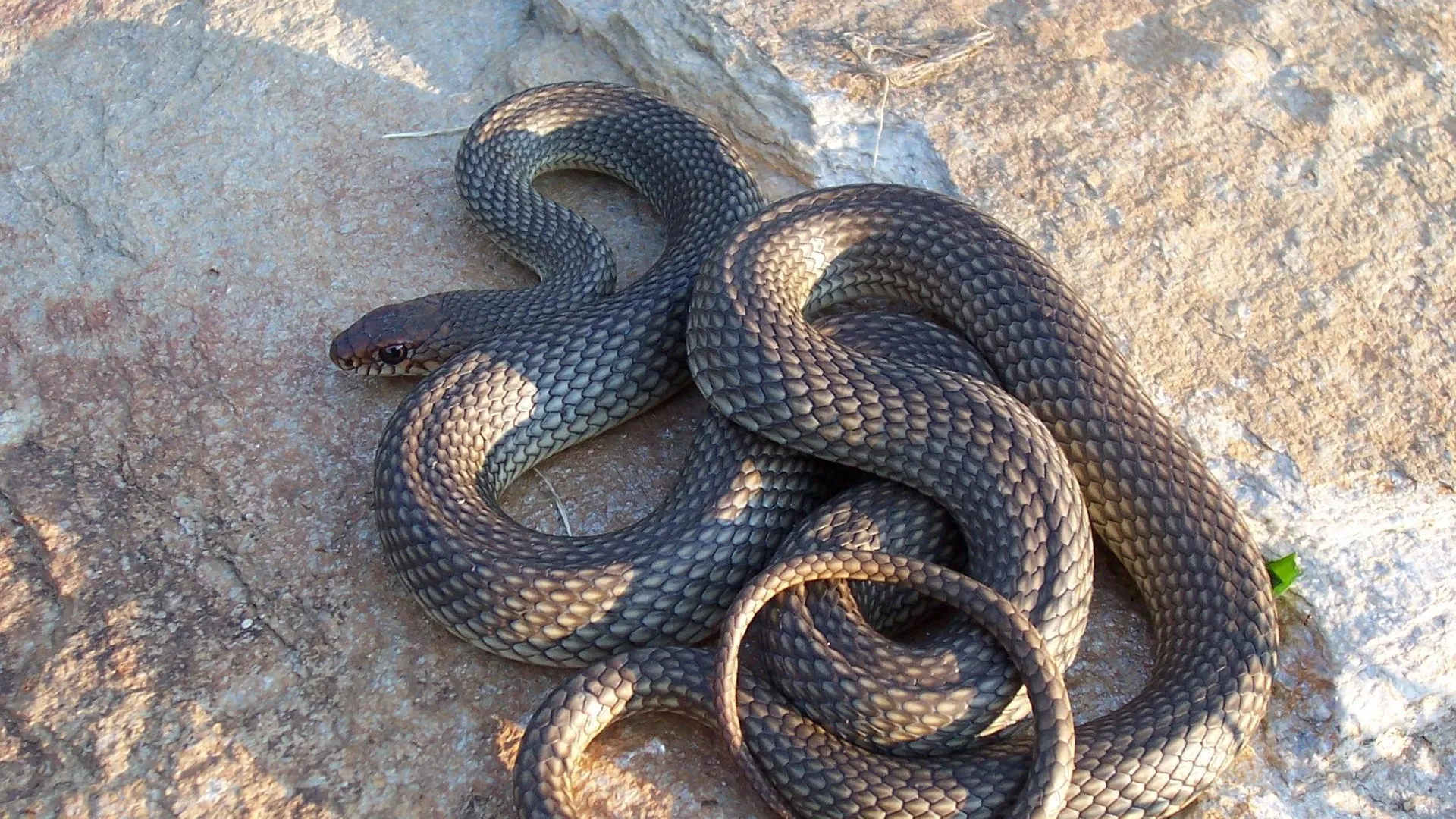 Змея укусила своего хозяина в яичко, руку и бедро в Башкортостане