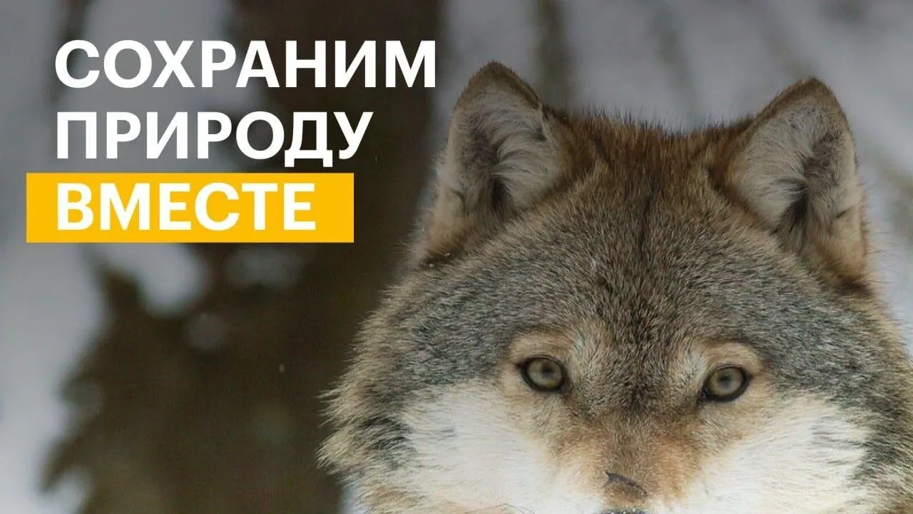 Миллионы на добрые дела: стартует подготовка к конкурсу Президентского фонда природы