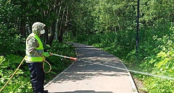 За первое полугодие в Ленинском обработано более 30 га земли от борщевика