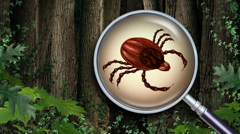 Клещи-мутанты появились в Подмосковье после зимы