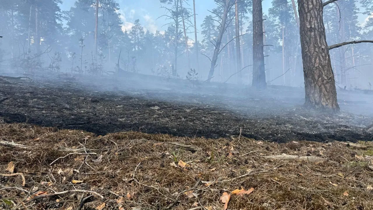 За минувшие сутки в Подмосковье ликвидировали два лесных пожара