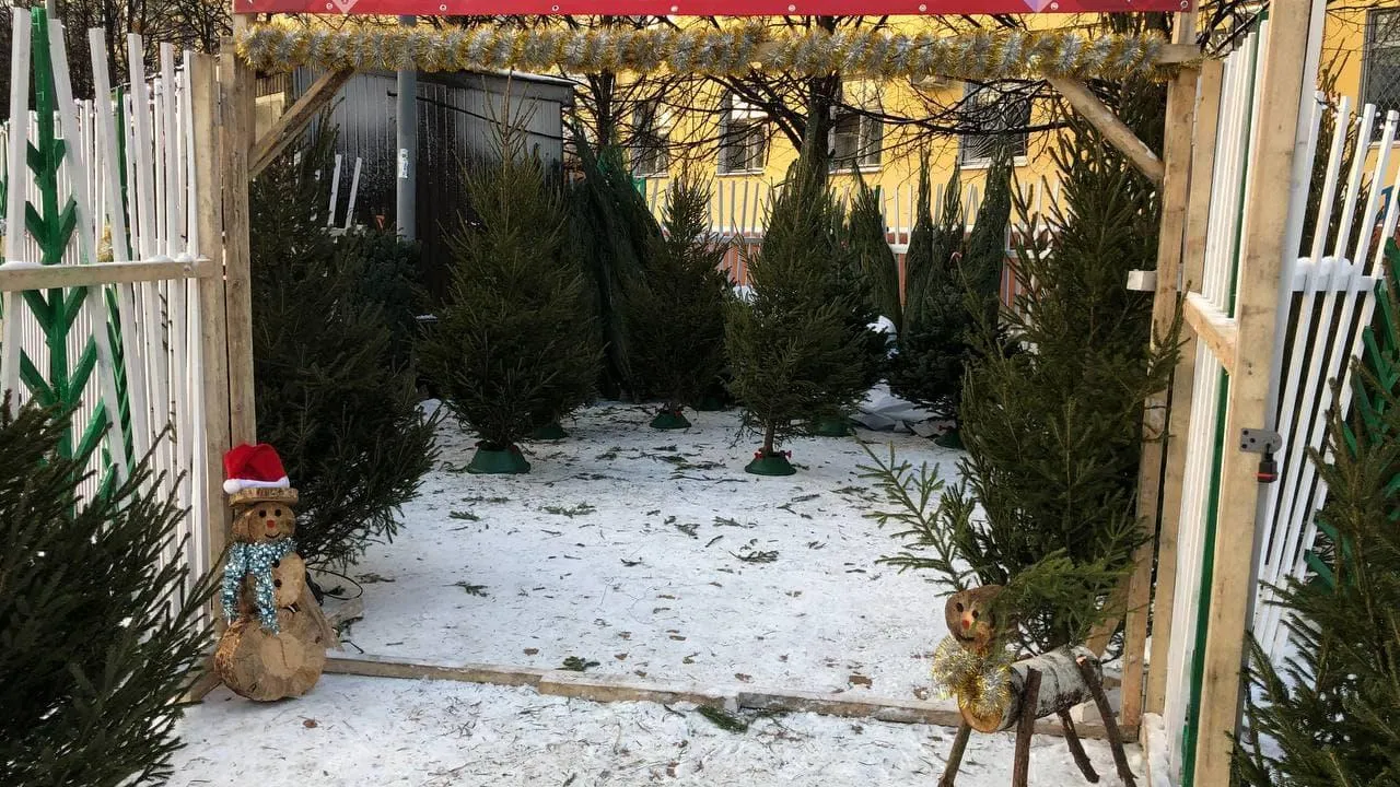 Массовая торговля на елочных базарах началась в Подмосковье