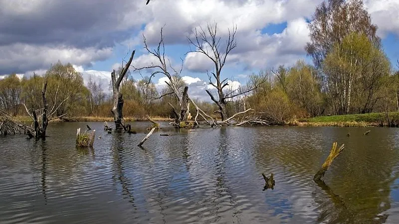 Проектирование работ по очистке реки Гнилуши в Домодедове начнется в 2022 г