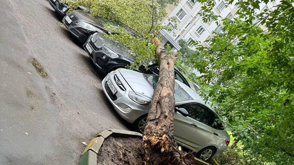 Дерево упало на автомобили на улице Наметкина в Москве