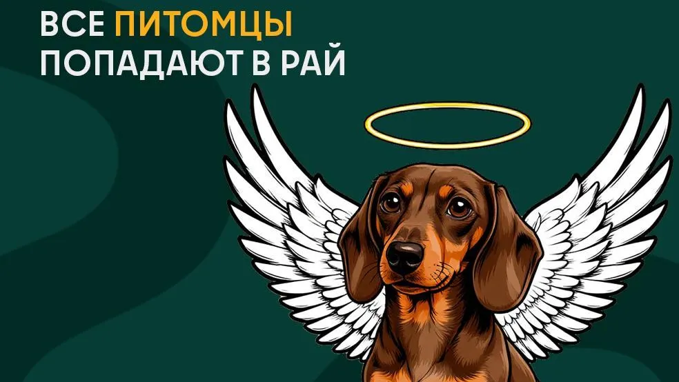Жителям Подмосковья рассказали, куда обращаться в случае смерти домашнего животного