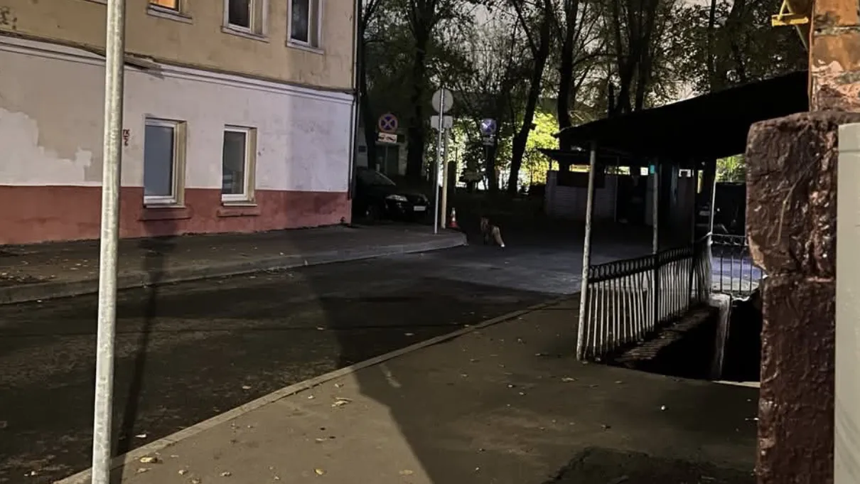 Лиса бегает по московскому району Лефортово