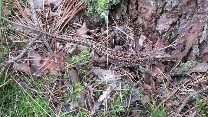 Прохладное лето Подмосковья может спровоцировать задержку потомства краснокнижной ящерицы