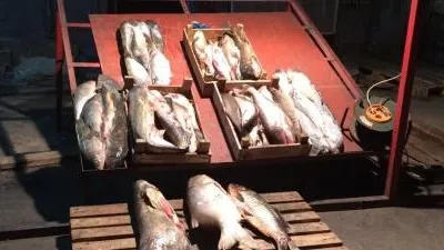 В Подольске выявили около 2,3 тыс тонн рыбной продукции неизвестного происхождения