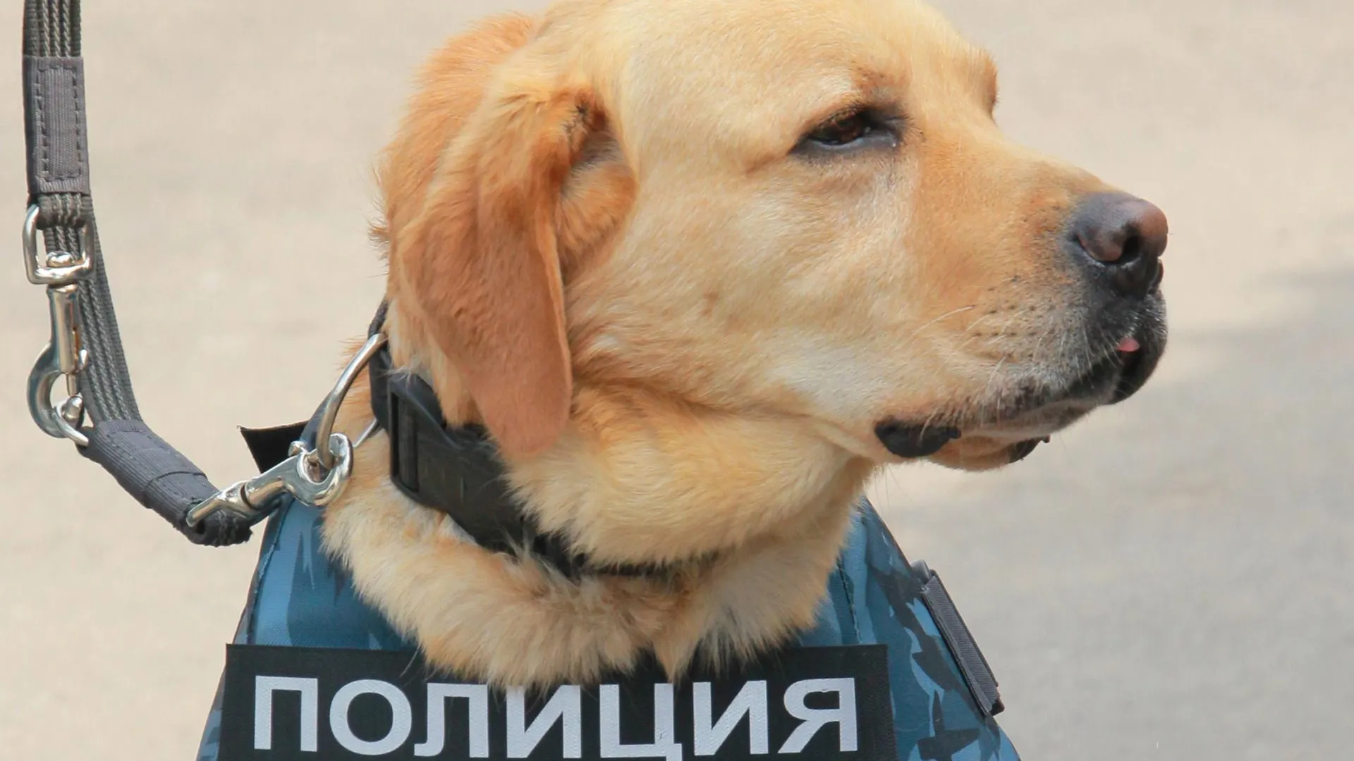 Кинолог из Люберец поздравил коллег с профессиональным праздником