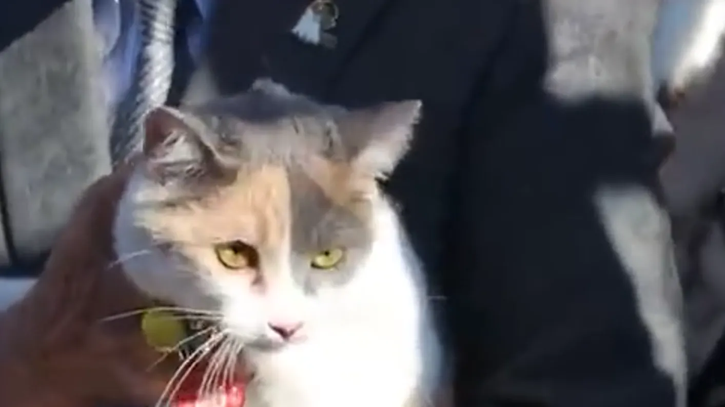 Кошку назначили новым смотрителем японского вокзала