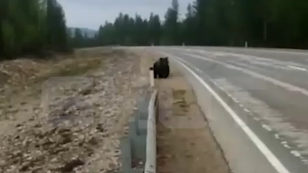 Медведь лежал в крови, а затем ожил на трассе в Якутии