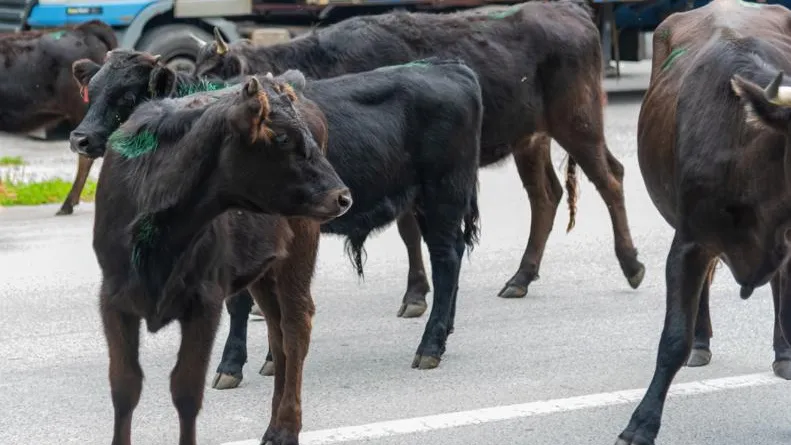 Дмитрий Львович Алферов / Фотобанк Лори