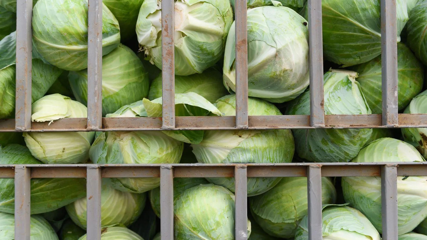 Спрос на белокочанную капусту вырос в Подмосковье в январе 2026 года