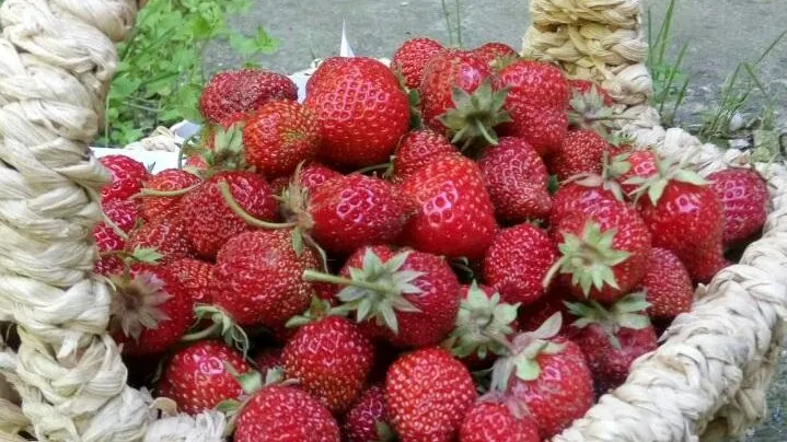Продукцию от подмосковных производителей представят на ярмарке «Ценопад» в Солнечногорске