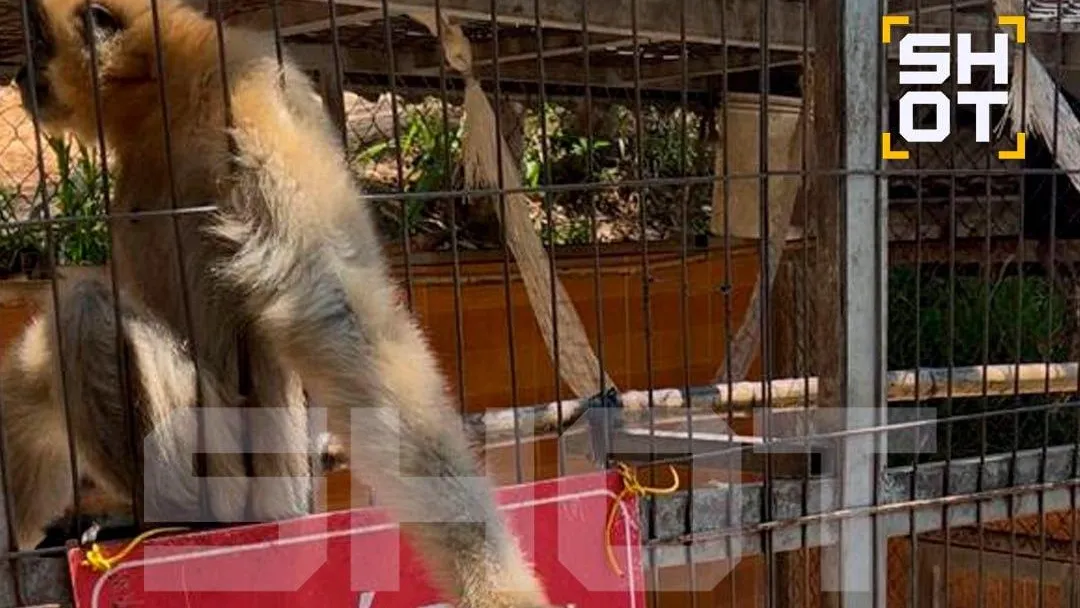 Хотели покормить: обезьяна атаковала четырехлетнего россиянина во Вьетнаме