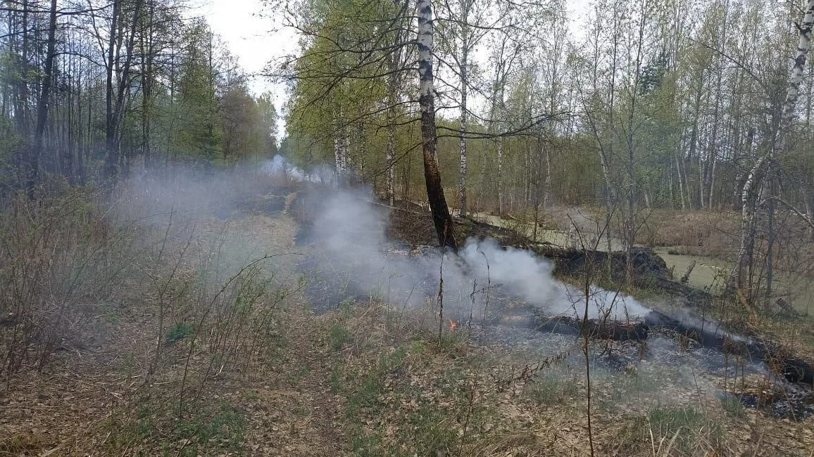 2 лесных пожара ликвидировали в Подмосковье за минувшие сутки