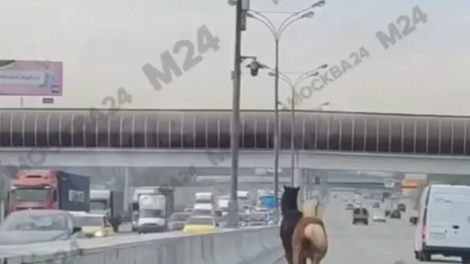 От топота копыт пыль по МКАДу летит: две лошади мчались по трассе среди машин