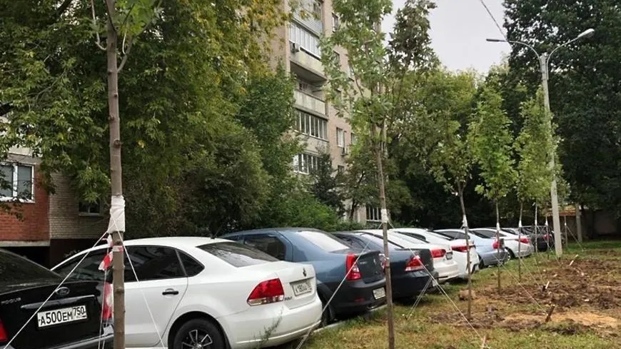 Клены посадили на Ихтиманской улице Подольска