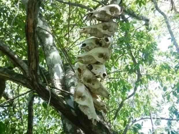 Funai