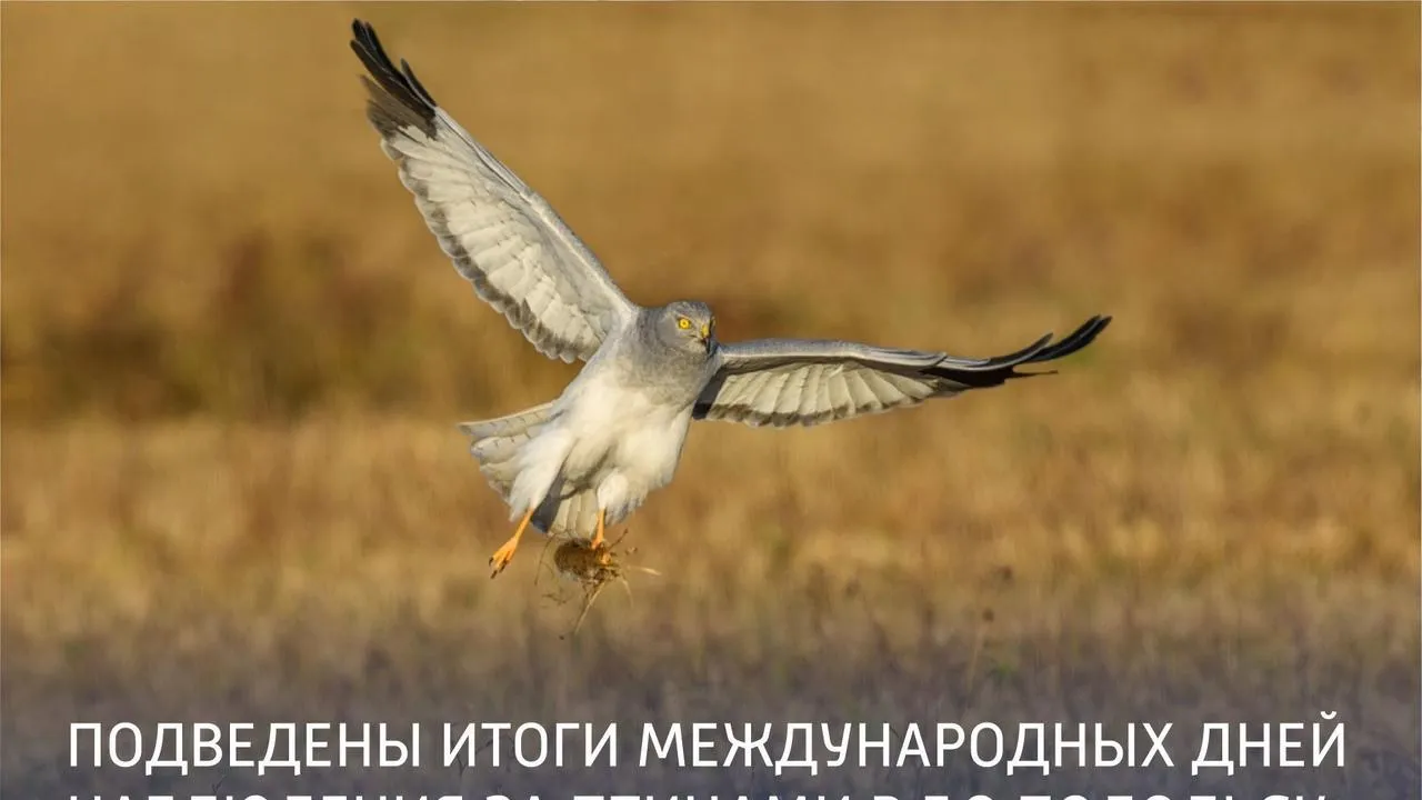В Подольске наблюдатели встретили редкие виды птиц