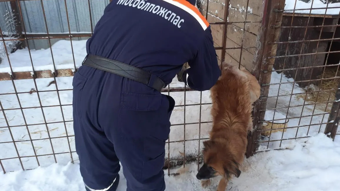 Спасатели вытащили собаку, застрявшую в вольере в Сергиево‑Посадском округе