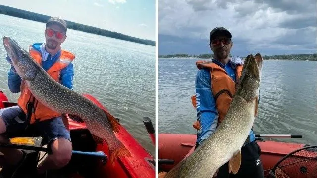 Плавала более 10 лет: рыбак поймал в Оби гигантскую щуку весом более 11 кг