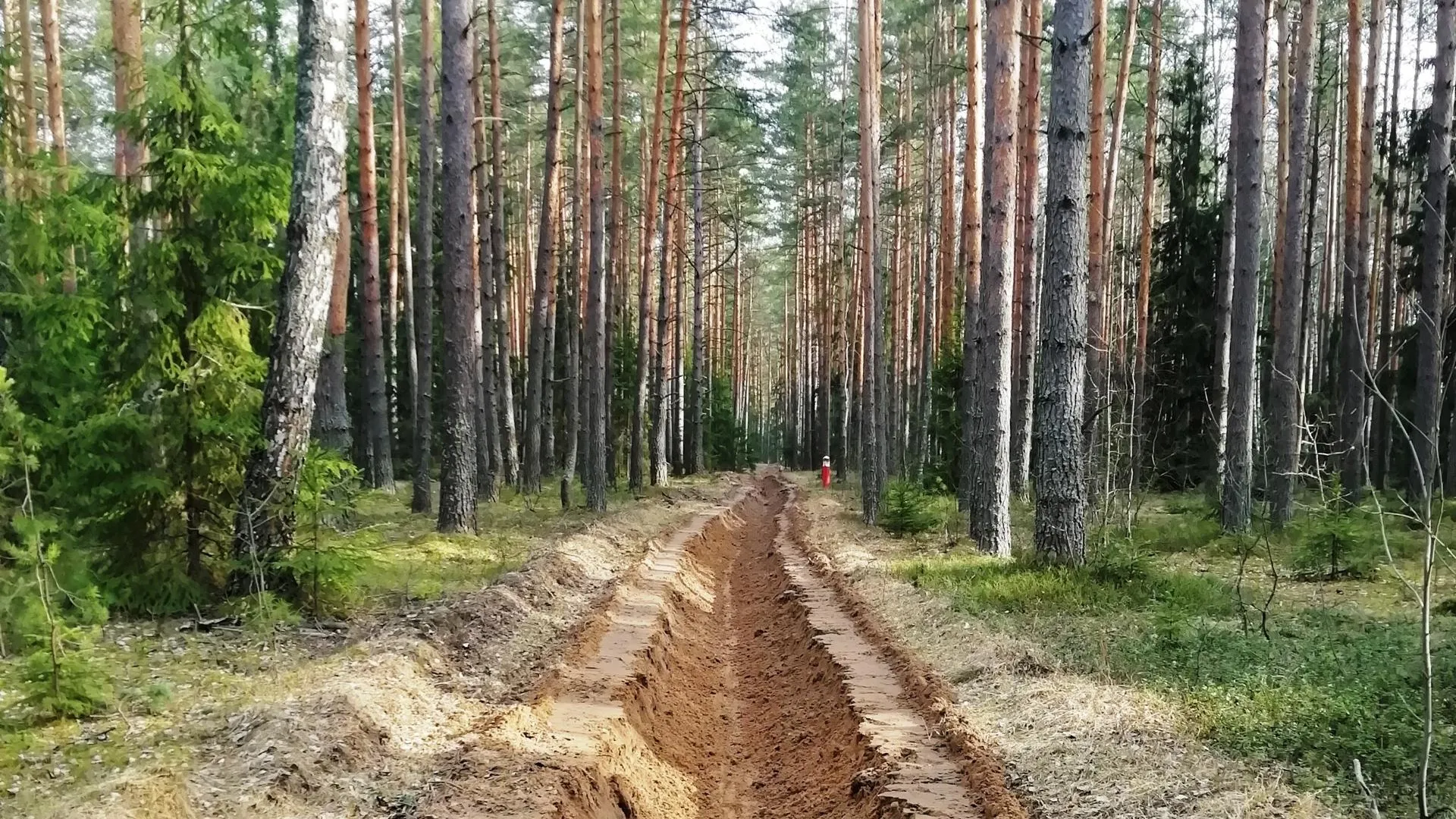 В лесах Подмосковья полностью провели работы по устройству минерализованных полос