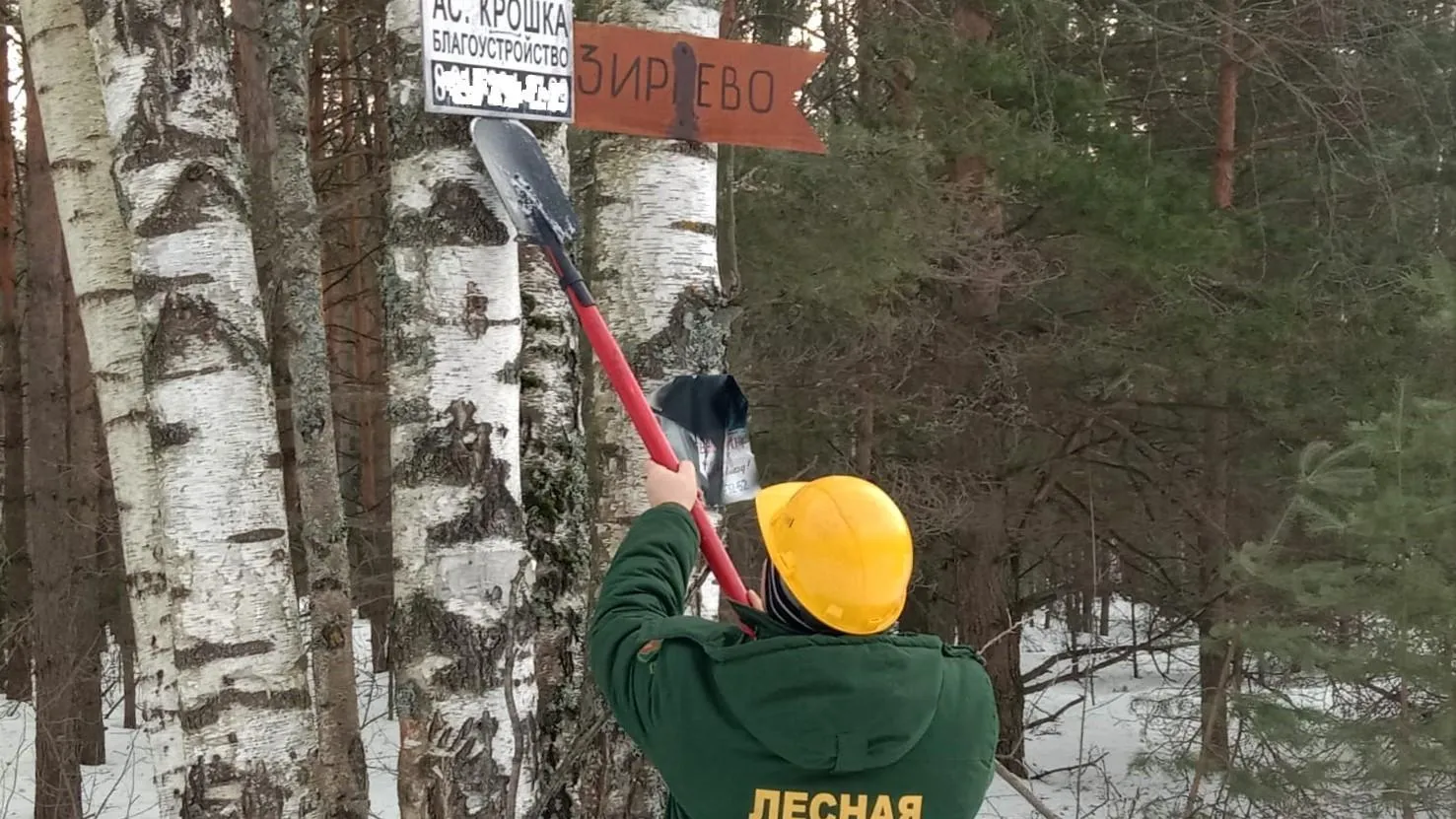 Подмосковные лесничие демонтировали с деревьев 13 рекламных баннеров с начала января