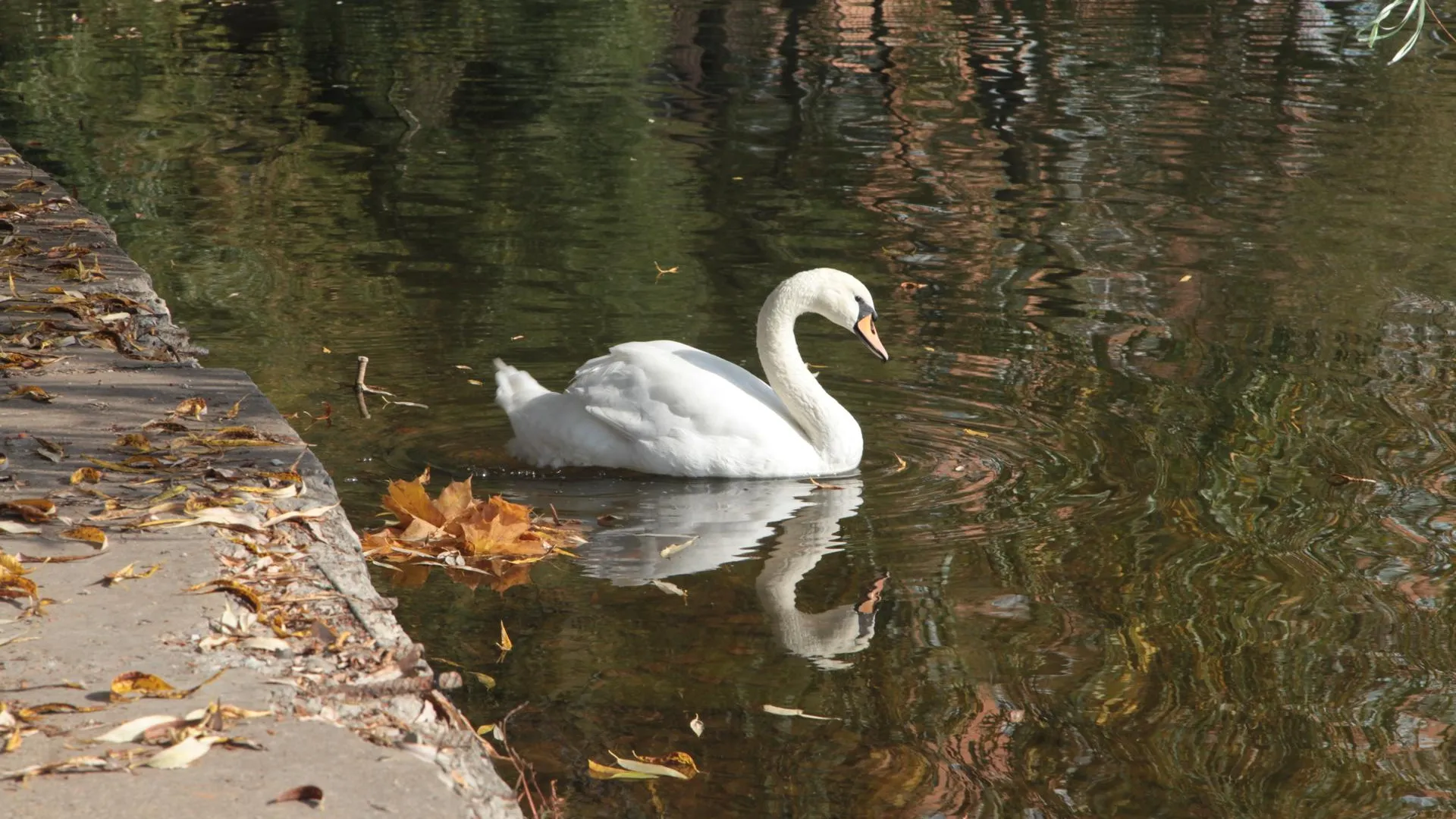 Территорию возле пруда убрали в микрорайоне Силикат Котельников
