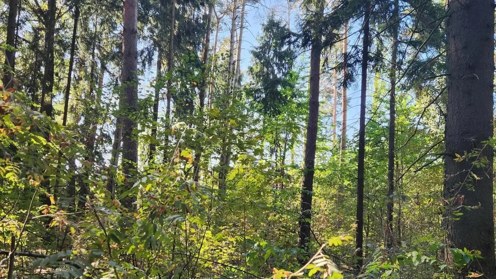 В Богородском округе проведут санитарную рубку леса у Новой Купавны