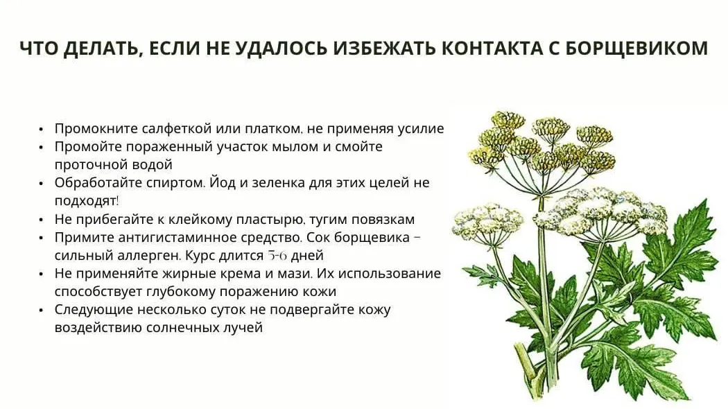 Врач-дерматовенеролог Подмосковья рассказала об опасности ожога борщевика