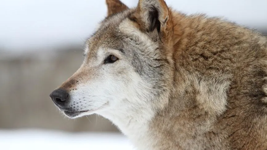В Подмосковье опровергли увеличение числа волков в 4,5 раза