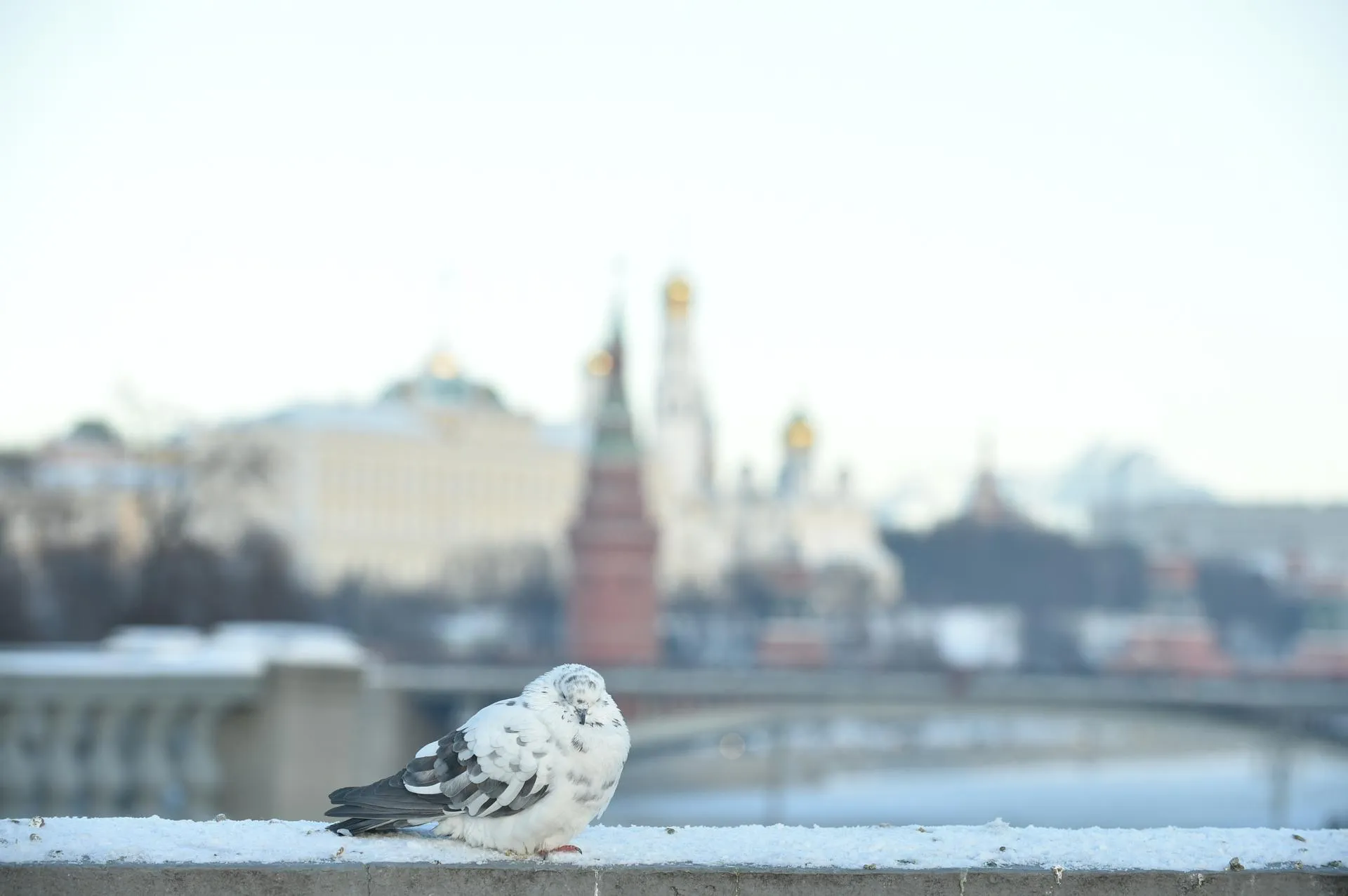 Николай Корешков
