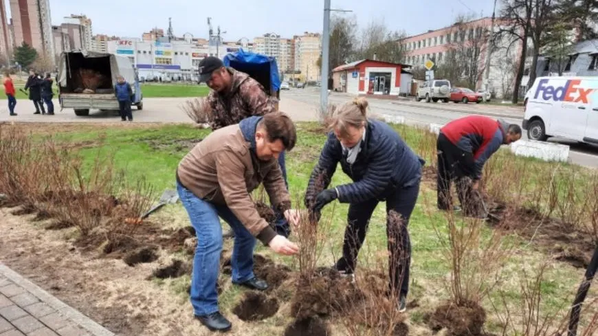200 кустарников высадили в поселке Нахабино Красногорска